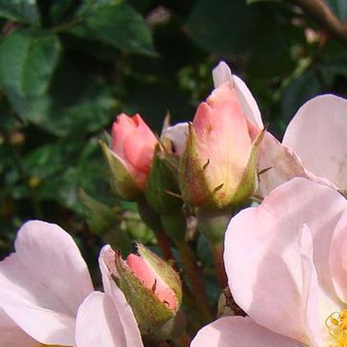 Rosa Open Arms - roz - trandafiri târâtori și cățărători, Climber